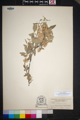 Ptelea trifoliata var. angustifolia image