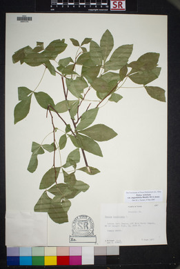 Ptelea trifoliata var. angustifolia image