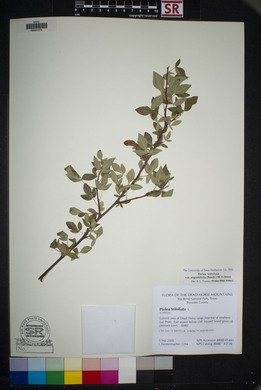 Ptelea trifoliata var. angustifolia image