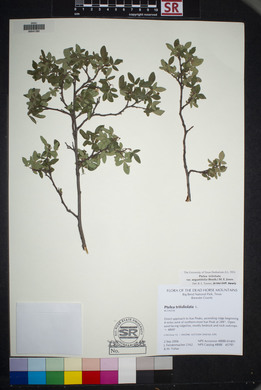 Ptelea trifoliata var. angustifolia image