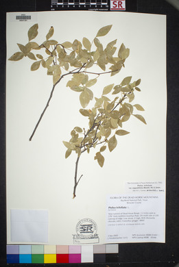 Ptelea trifoliata var. angustifolia image