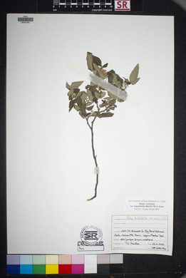 Ptelea trifoliata var. angustifolia image