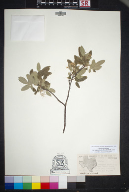 Ptelea trifoliata var. angustifolia image