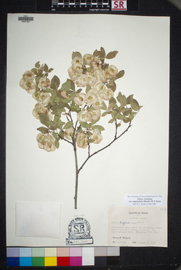 Ptelea trifoliata var. angustifolia image