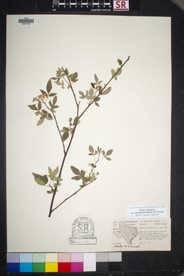 Ptelea trifoliata var. angustifolia image