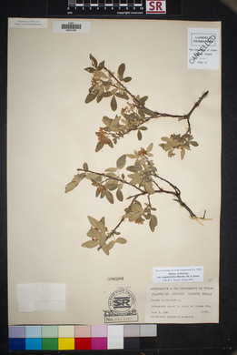 Ptelea trifoliata var. angustifolia image