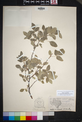 Ptelea trifoliata var. angustifolia image