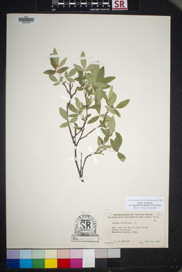 Ptelea trifoliata var. angustifolia image