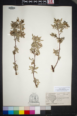 Ptelea trifoliata var. angustifolia image