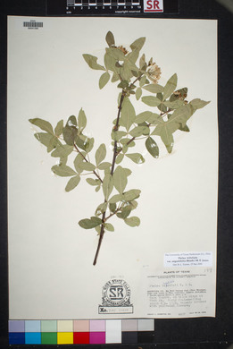 Ptelea trifoliata var. angustifolia image