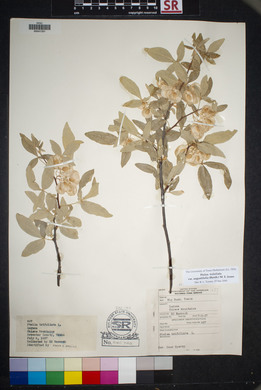 Ptelea trifoliata var. angustifolia image