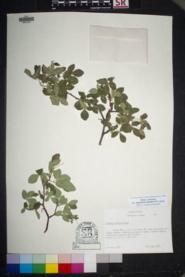 Ptelea trifoliata var. angustifolia image