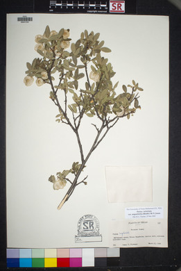 Ptelea trifoliata var. angustifolia image