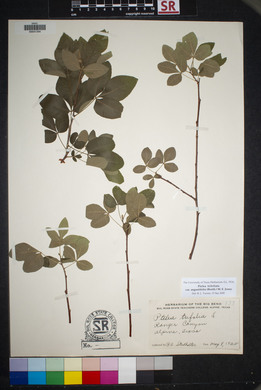 Ptelea trifoliata var. angustifolia image