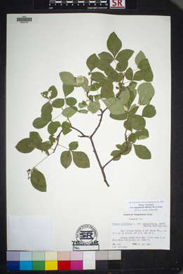 Ptelea trifoliata var. angustifolia image