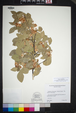 Ptelea trifoliata var. angustifolia image