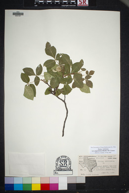 Ptelea trifoliata var. angustifolia image