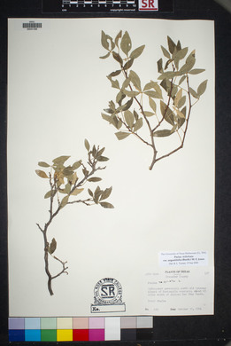 Ptelea trifoliata var. angustifolia image