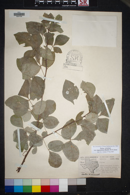 Ptelea trifoliata var. angustifolia image