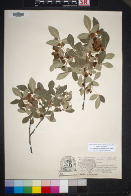 Ptelea trifoliata var. angustifolia image