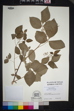 Ptelea trifoliata var. mollis image