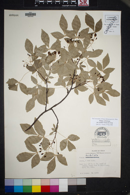 Ptelea trifoliata var. mollis image