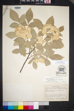 Ptelea trifoliata var. mollis image