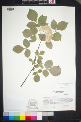 Ptelea trifoliata var. mollis image