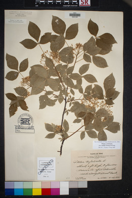 Ptelea trifoliata var. mollis image