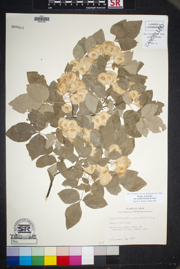 Ptelea trifoliata var. mollis image