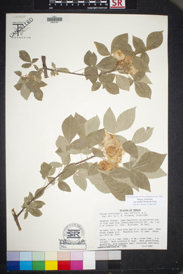 Ptelea trifoliata var. mollis image