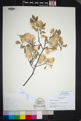 Ptelea trifoliata var. mollis image