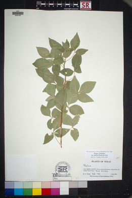 Ptelea trifoliata var. mollis image