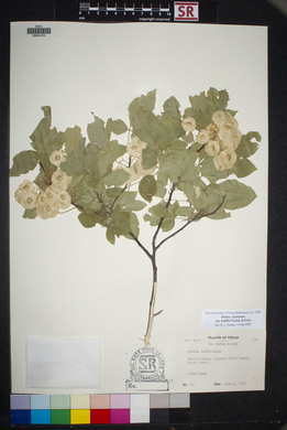 Ptelea trifoliata var. mollis image