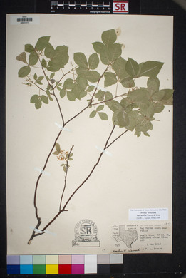 Ptelea trifoliata var. mollis image