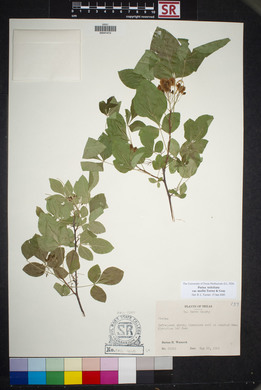 Ptelea trifoliata var. mollis image