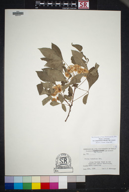 Ptelea trifoliata var. angustifolia image