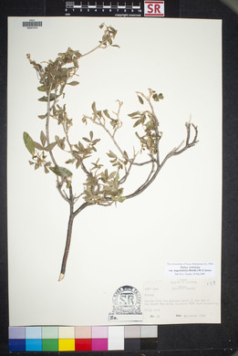 Ptelea trifoliata var. angustifolia image