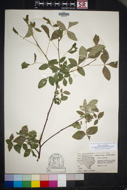 Ptelea trifoliata var. angustifolia image