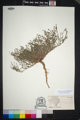 Thamnosma texanum image