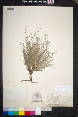 Thamnosma texanum image