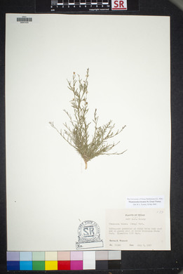 Thamnosma texanum image