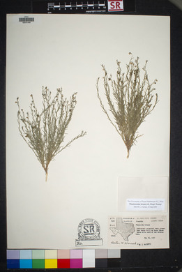 Thamnosma texanum image