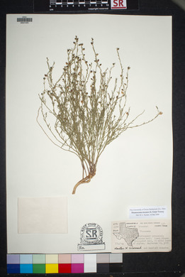 Thamnosma texanum image