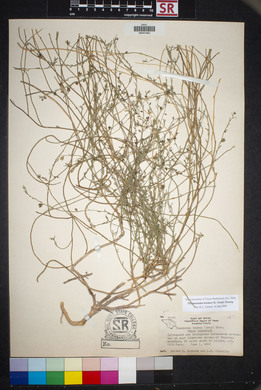 Thamnosma texanum image