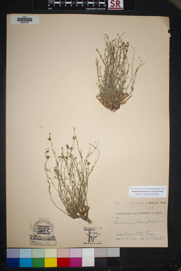 Thamnosma texanum image