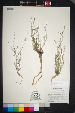 Thamnosma texanum image