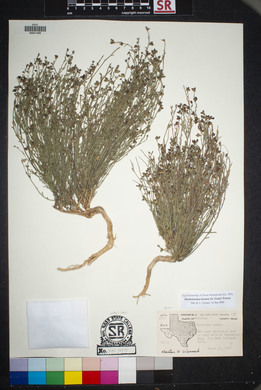 Thamnosma texanum image