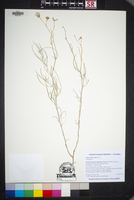 Senecio flaccidus image