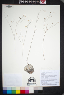 Eriogonum tenellum image